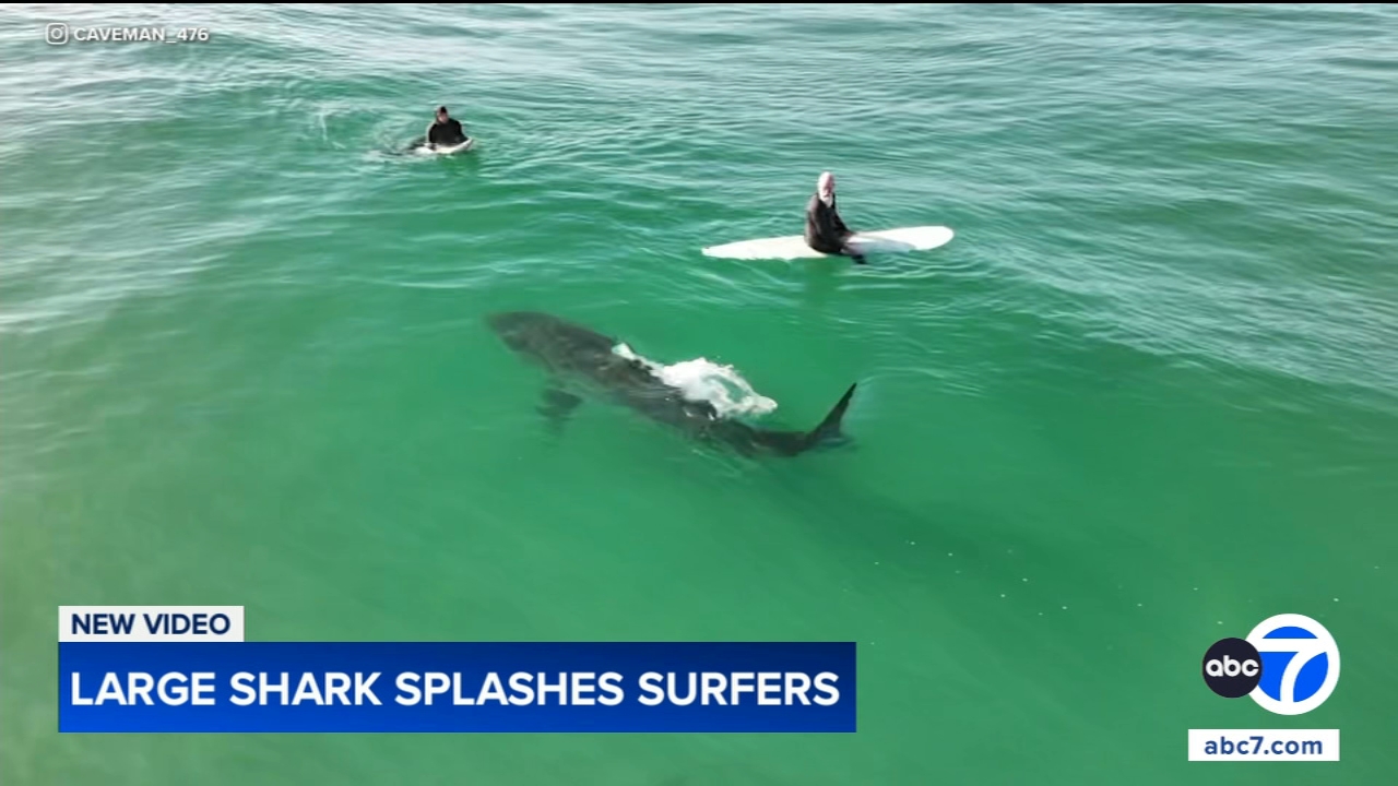 Shark swims near surfers, splashes one with its tail in close encounter off California coast, video shows
       — Babylon Sports news